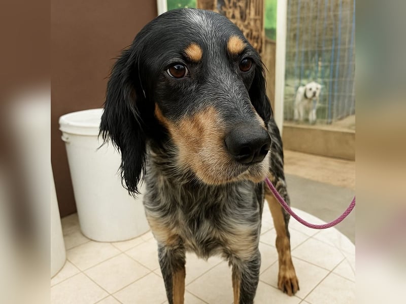 Eugenio  - so viel Sanftheit und Liebe. Wer möchte ihm ein Zuhause schenken?