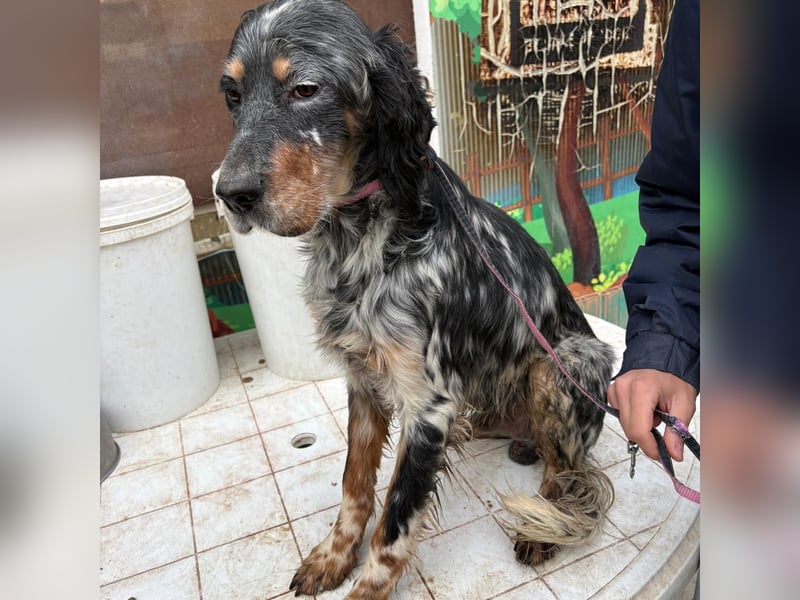 Eugenio  - so viel Sanftheit und Liebe. Wer möchte ihm ein Zuhause schenken?