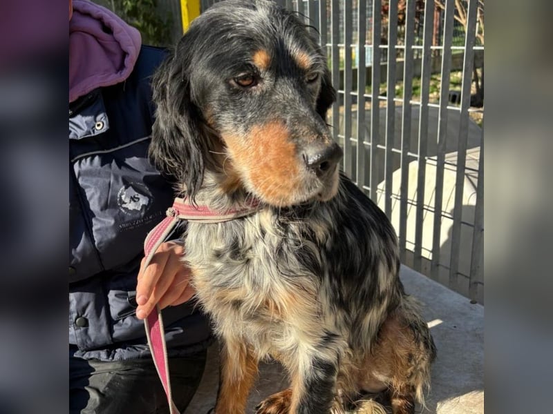 Eugenio  - so viel Sanftheit und Liebe. Wer möchte ihm ein Zuhause schenken?