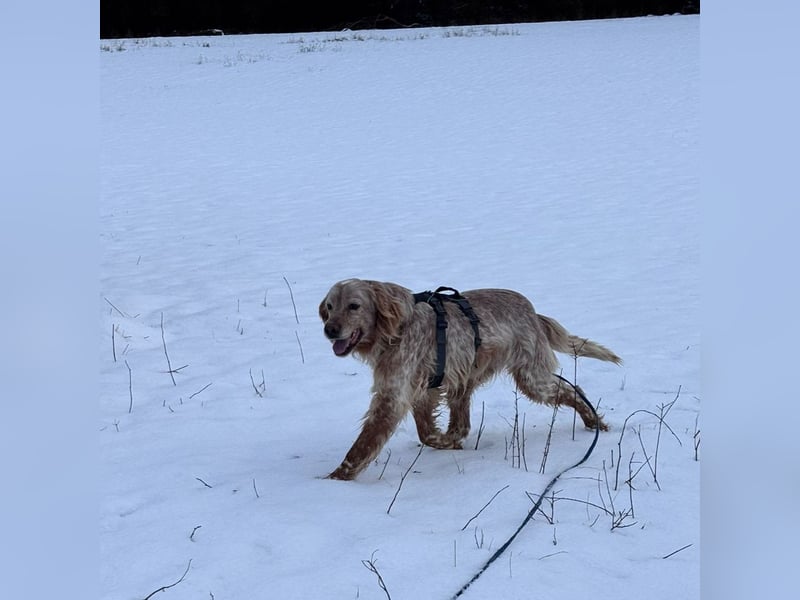 Luis - Setter Jackpot auf 4 Pfoten