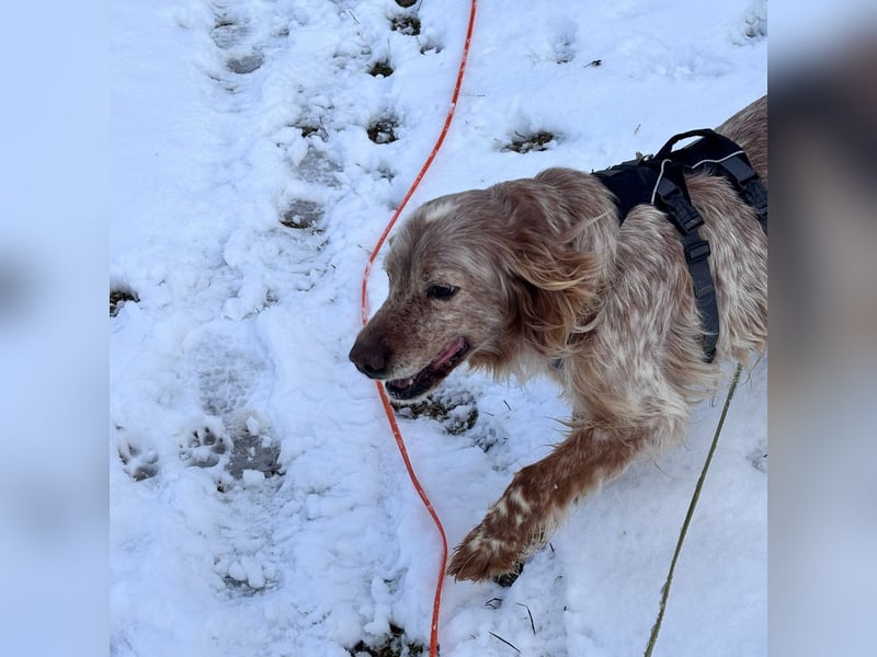 Luis - Setter Jackpot auf 4 Pfoten