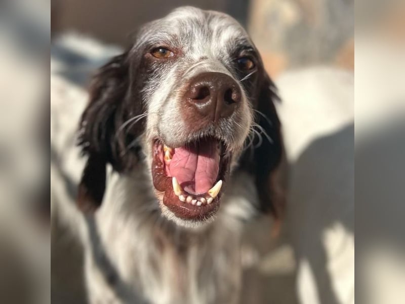 Enea - ein Traumsetter - quirlig, neugierig und verschmust