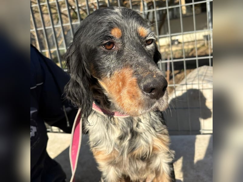 Eugenio  - so viel Sanftheit und Liebe. Wer möchte ihm ein Zuhause schenken?