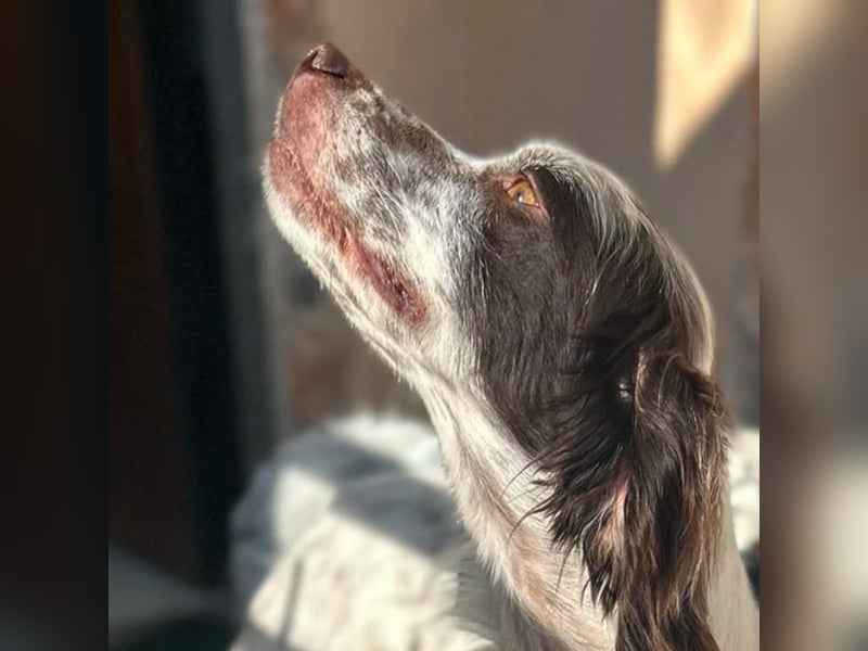 Enea - ein Traumsetter - quirlig, neugierig und verschmust