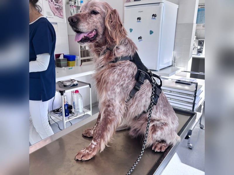 Luis - Setter Jackpot auf 4 Pfoten