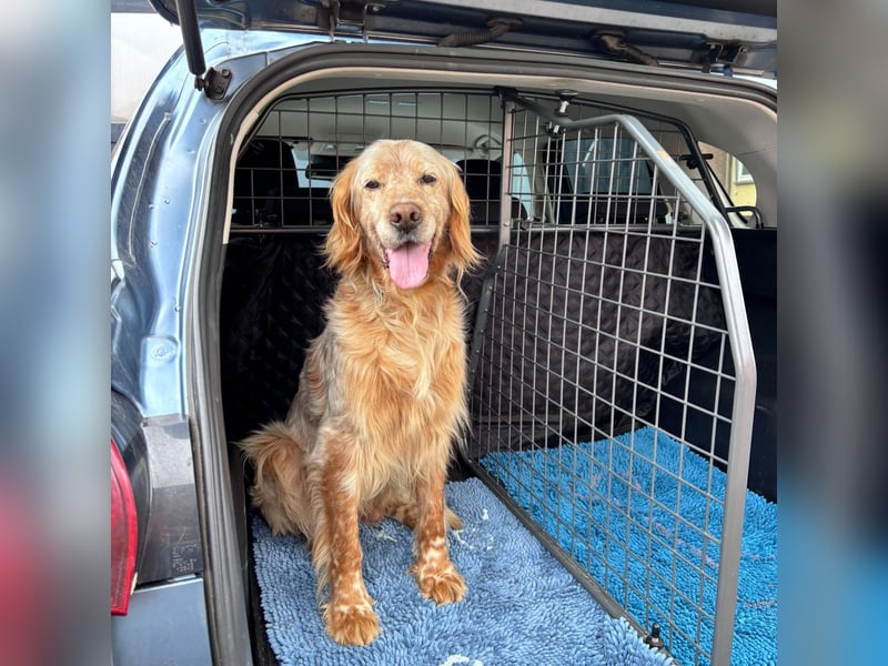 Luis - Setter Jackpot auf 4 Pfoten