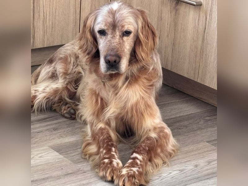 Luis - Setter Jackpot auf 4 Pfoten