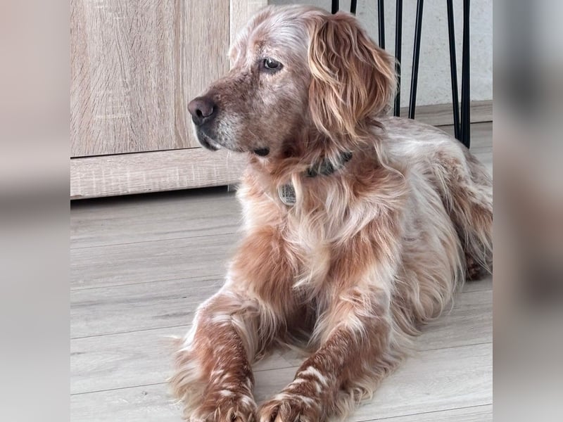 Luis - Setter Jackpot auf 4 Pfoten