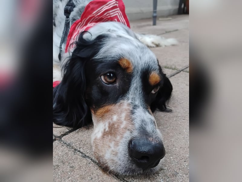 Kinderlieber bildhübscher Eng. Setter Locky sucht Familienanschluss