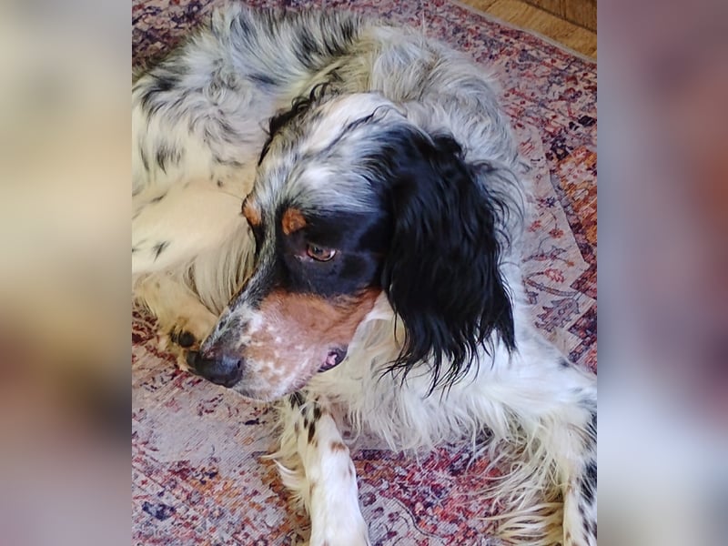 Kinderlieber bildhübscher Eng. Setter Locky sucht Familienanschluss