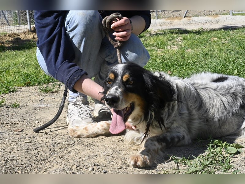 Shelby - eine neue Welt