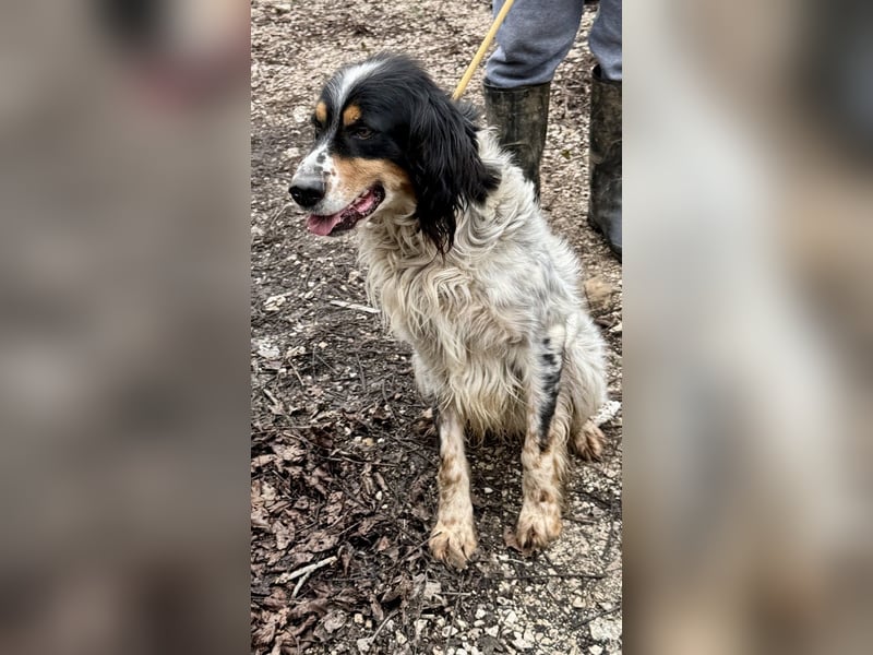 Shelby - eine neue Welt