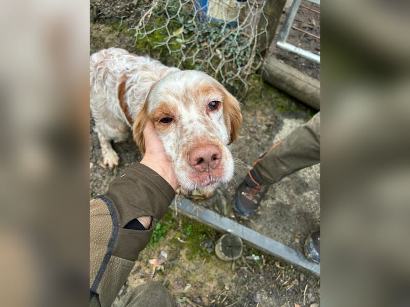 Buck - Ein neues Jahr, eine neue Hoffnung?