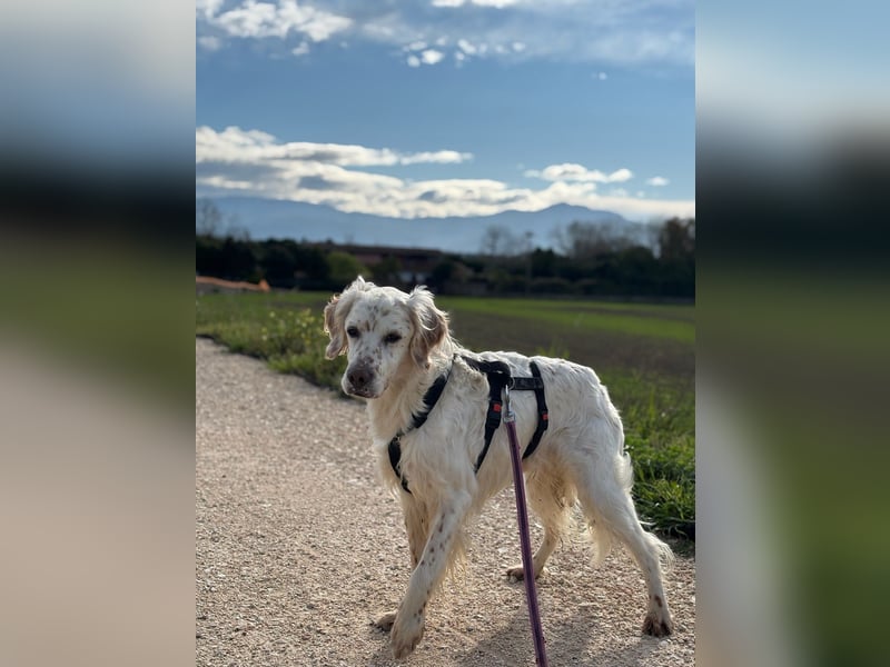 Baldone - Cappuccino mit Schokostreuseln gefällig?