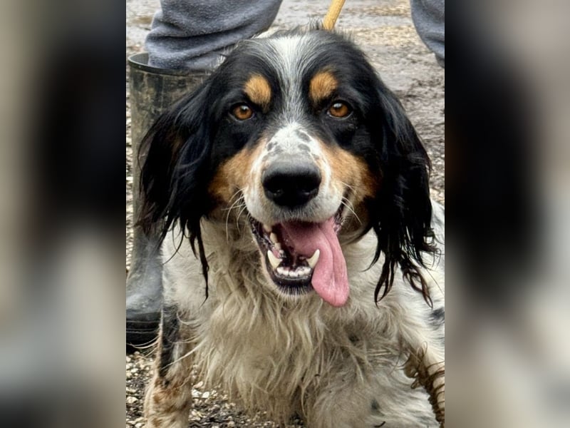 Shelby - Gibt es ein Leben danach?