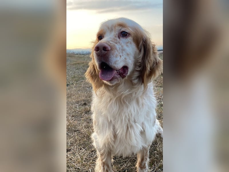 Buck - Ein neues Jahr, eine neue Hoffnung?