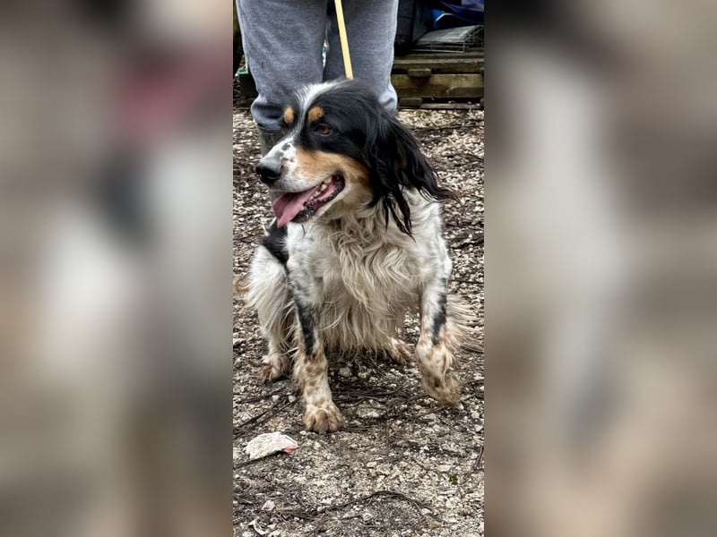 Shelby - Gibt es ein Leben danach?