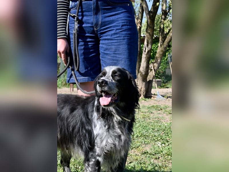 Curgan - Vom Champion zum Herzenshund