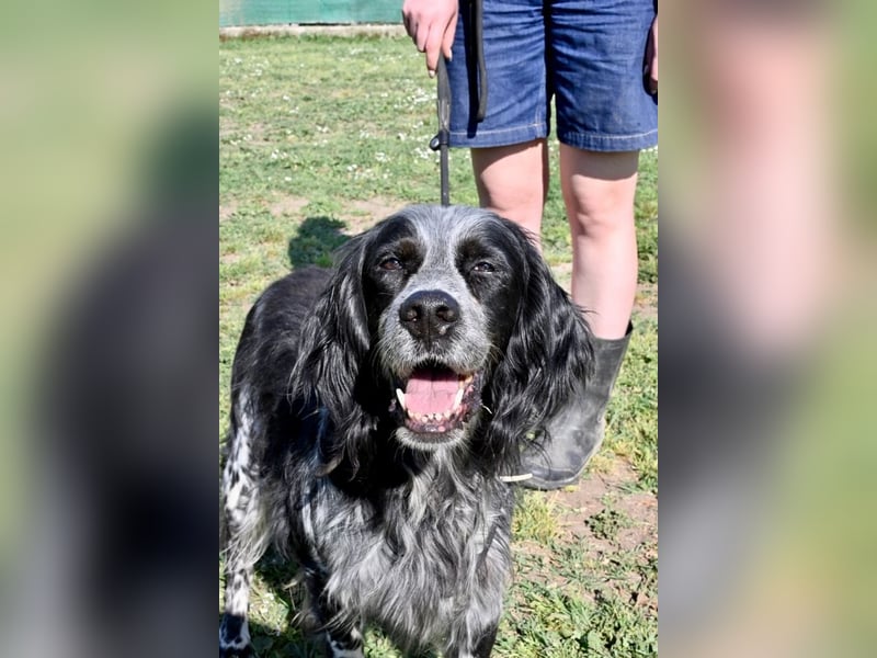 Curgan - Vom Champion zum Herzenshund