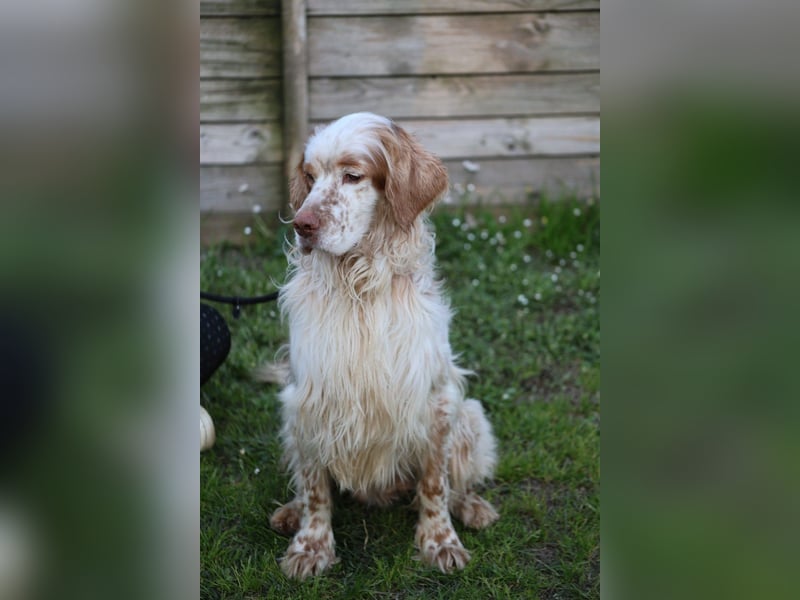 Buck - Ein neues Jahr, eine neue Hoffnung?