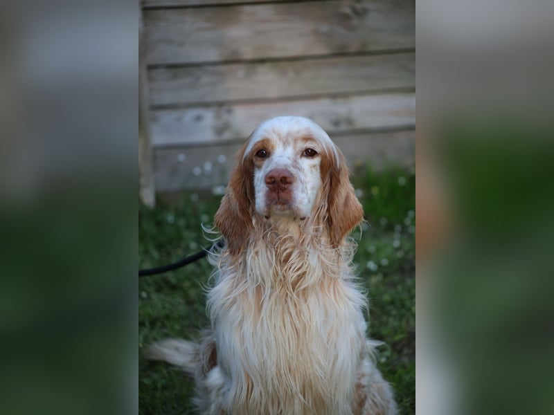 Buck - Ein neues Jahr, eine neue Hoffnung?