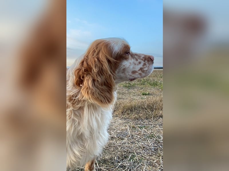 Buck - Ein neues Jahr, eine neue Hoffnung?