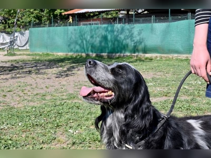 Curgan - Vom Champion zum Herzenshund