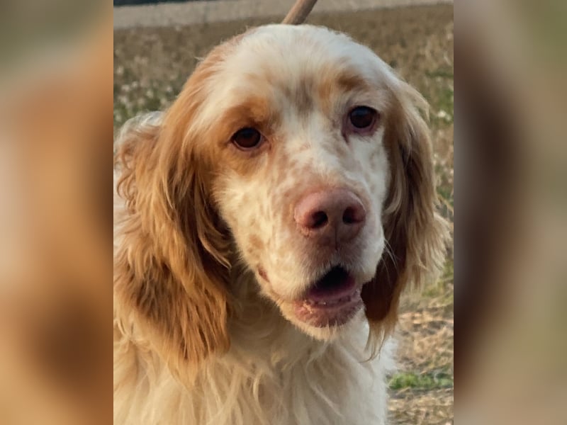 Buck - Ein neues Jahr, eine neue Hoffnung?