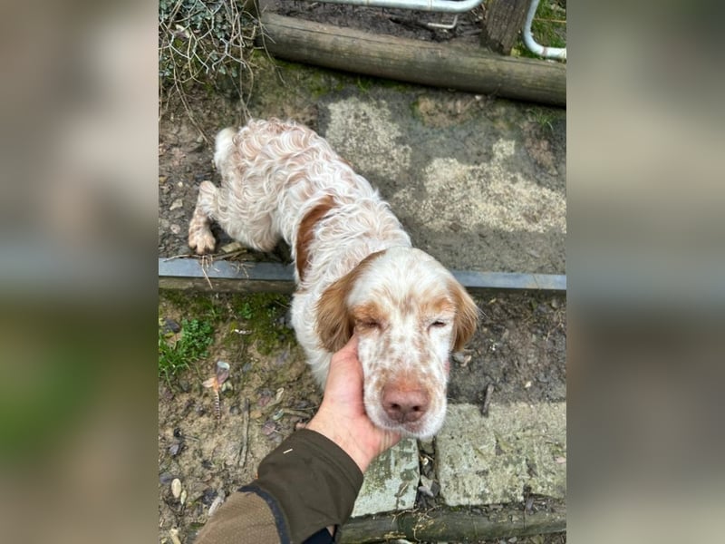 Buck - Ein neues Jahr, eine neue Hoffnung?