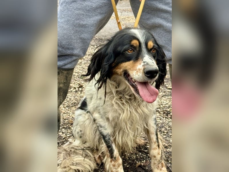 Shelby - Gibt es ein Leben danach?