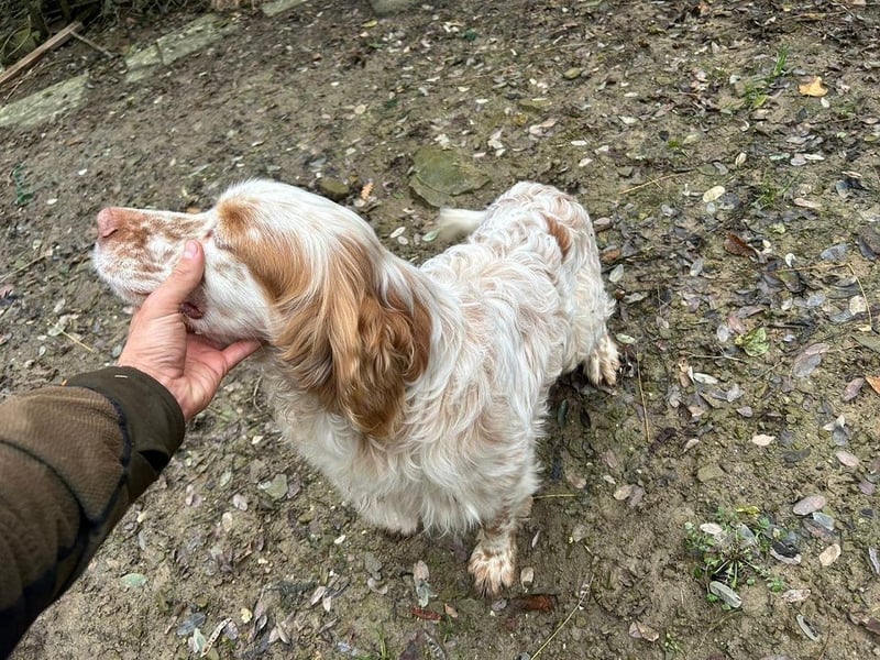 Buck - Ein neues Jahr, eine neue Hoffnung?