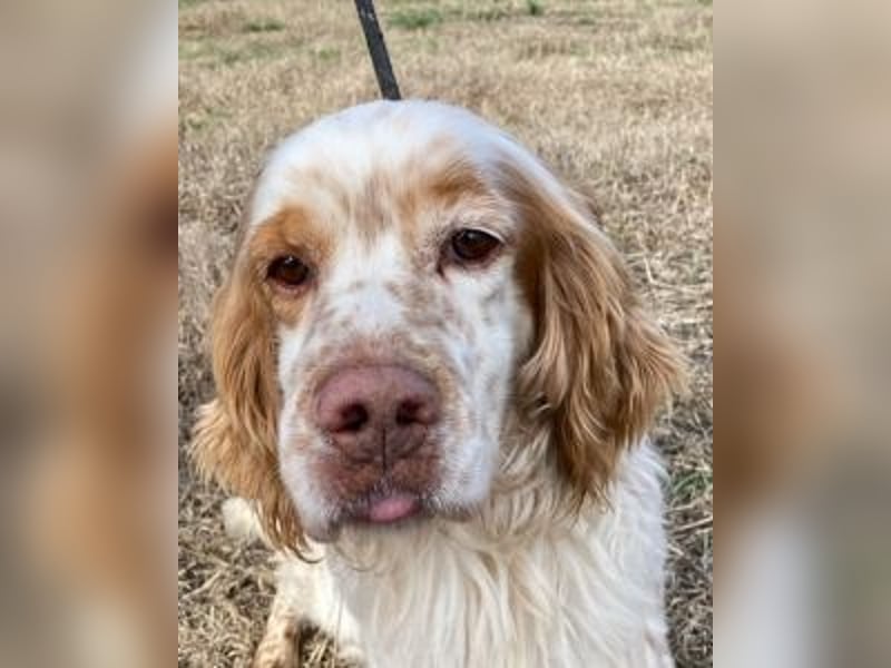 Buck - Ein neues Jahr, eine neue Hoffnung?