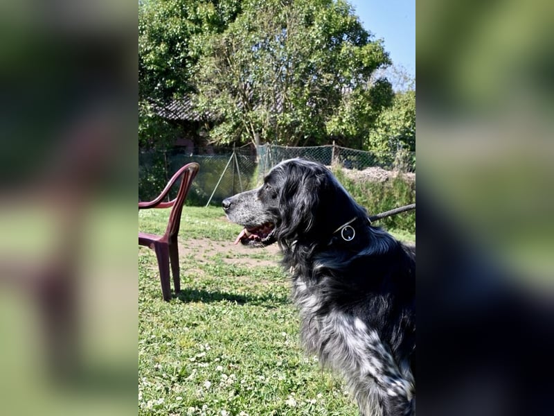 Curgan - Vom Champion zum Herzenshund