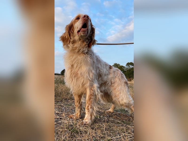 Buck - Ein neues Jahr, eine neue Hoffnung?