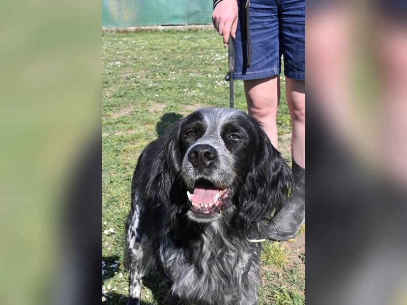 Curgan - Vom Champion zum Herzenshund