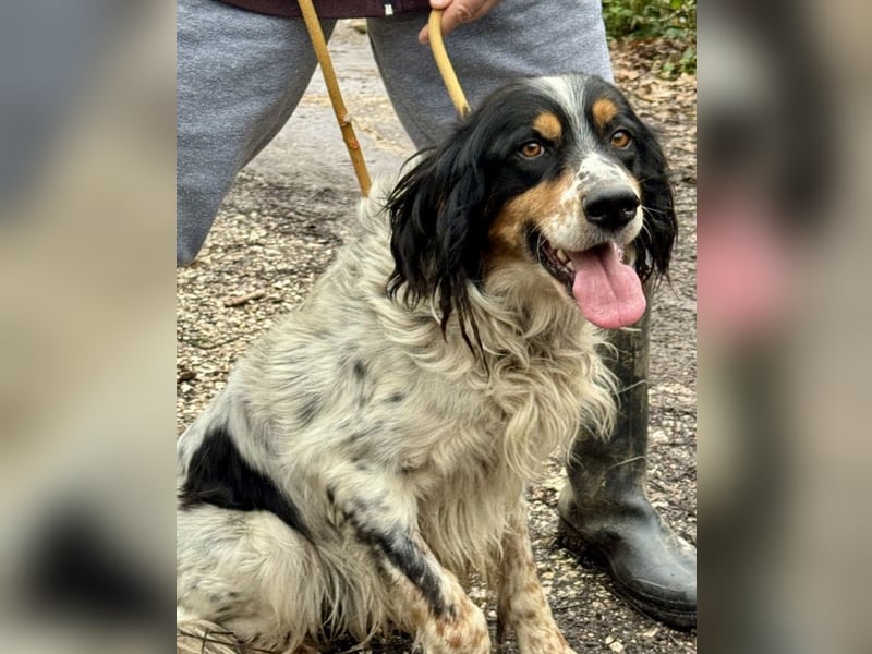 Shelby - Gibt es ein Leben danach?