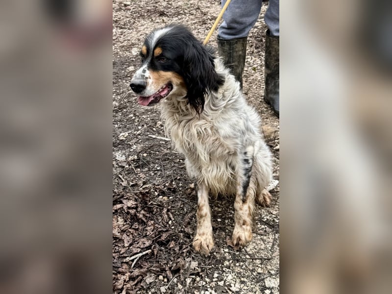 Shelby - Gibt es ein Leben danach?