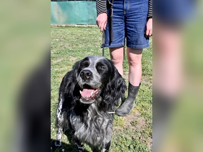 Curgan - Vom Champion zum Herzenshund