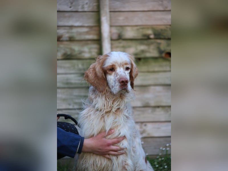 Buck - Ein neues Jahr, eine neue Hoffnung?