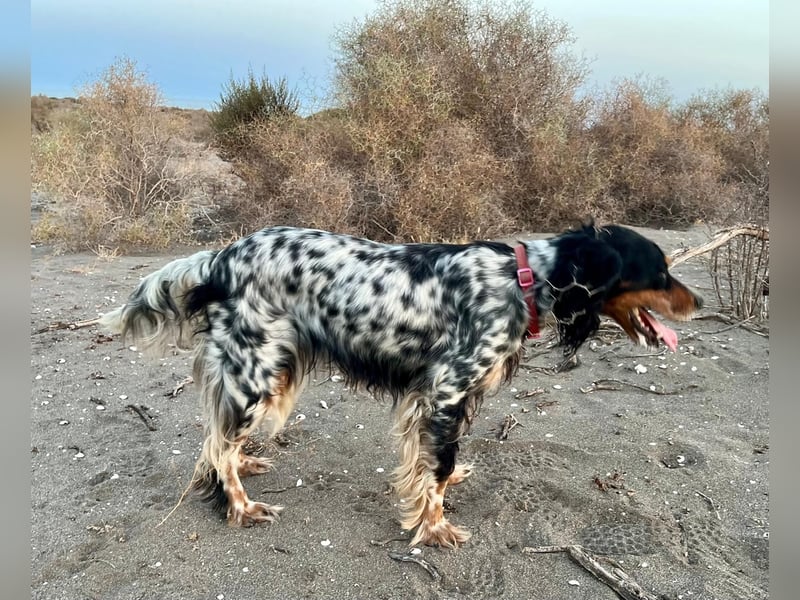 Lola, Jagdhündin für Rasseliebhaber