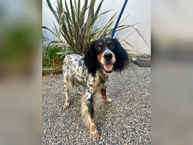 Lola, Jagdhündin für Rasseliebhaber