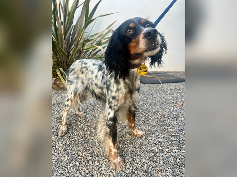 Lola, Jagdhündin für Rasseliebhaber