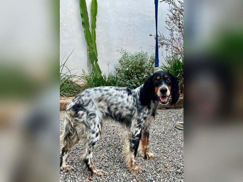 Lola, Jagdhündin für Rasseliebhaber