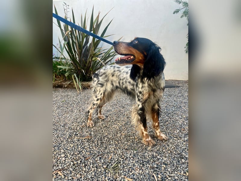 Lola, Jagdhündin für Rasseliebhaber