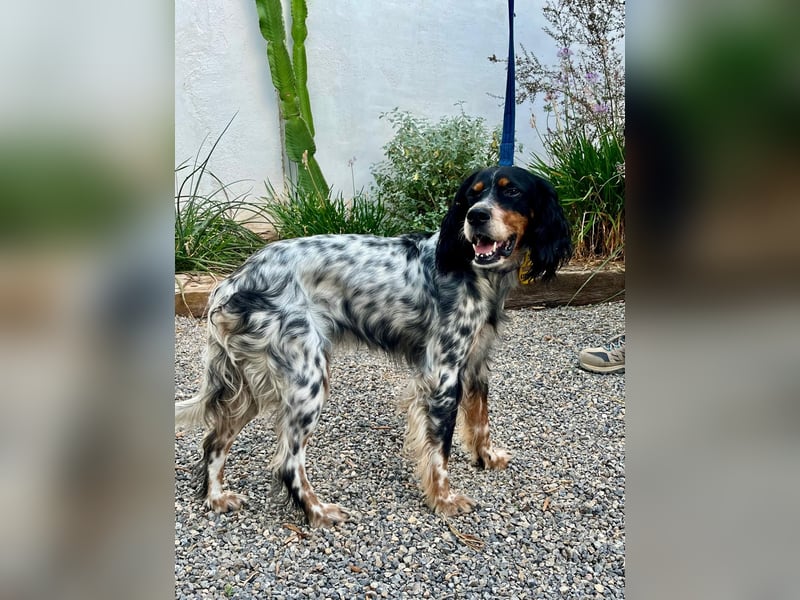 Lola, Jagdhündin für Rasseliebhaber