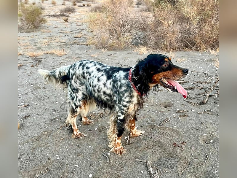 Lola, Jagdhündin für Rasseliebhaber