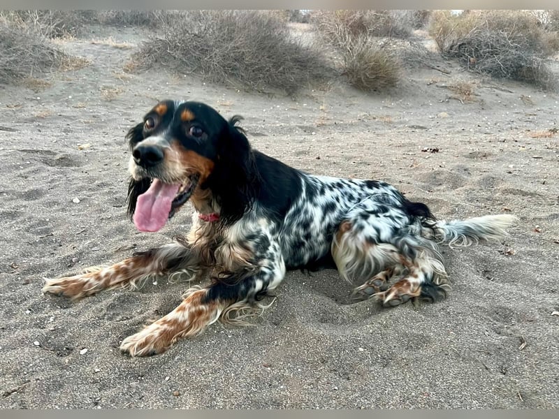 Lola, Jagdhündin für Rasseliebhaber