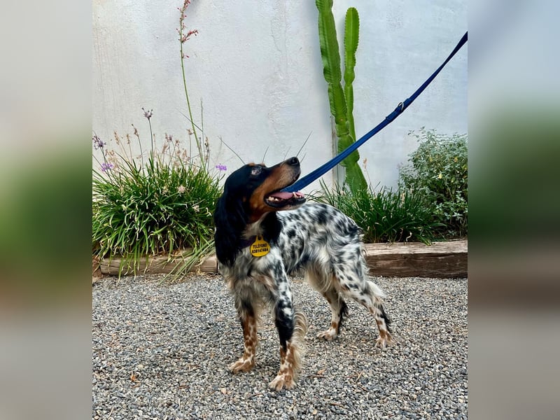 Lola, Jagdhündin für Rasseliebhaber