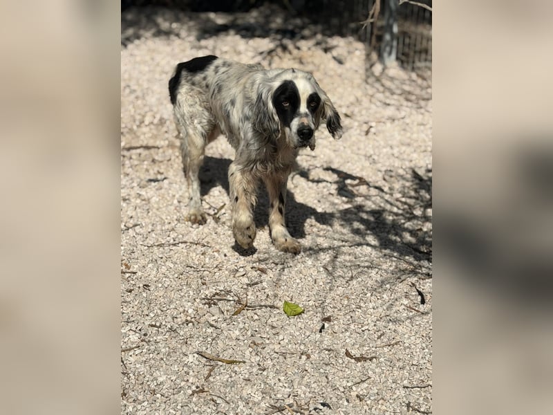 Senior Bili sucht warmes Körbchen mit Rücksicht auf seine Gelenke