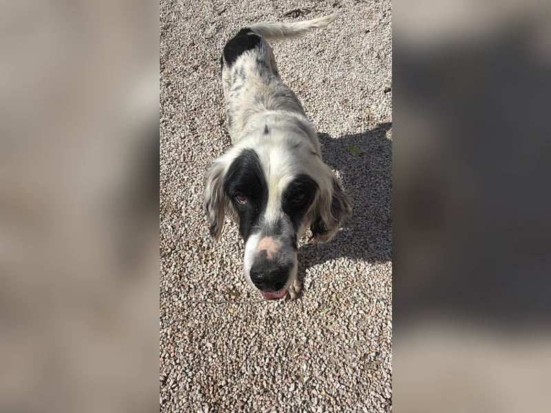 Senior Bili sucht warmes Körbchen mit Rücksicht auf seine Gelenke